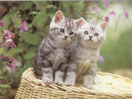Encore des chatons mignon!