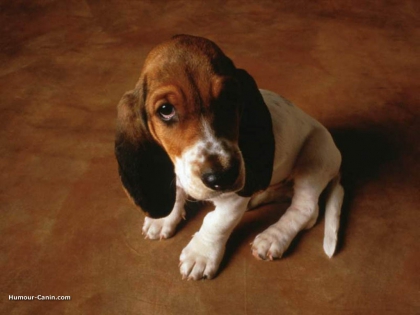 jaime les chien!! pas vous?