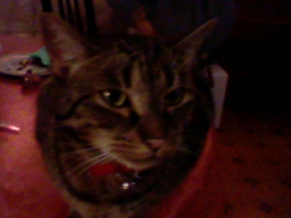 mes chat! trot mignon!