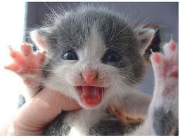 il et un peut sauvage