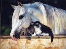 les chevaux et chats 