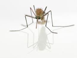 dans la cuisine, un mari, une femme & des mouches