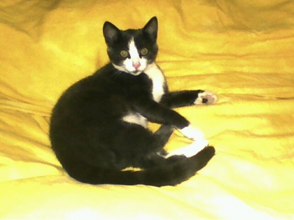 mes chat un grissettte un croquette un negros et encore 7 bb chat mais je nais pas leur fhoto sur l'ordi