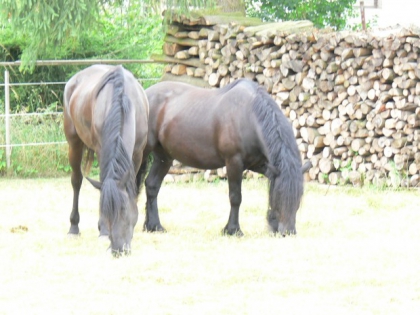 mes chevaux 