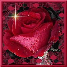 cette roses et pour tous le monde