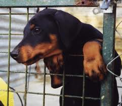 les chiens abandonns - photo 2