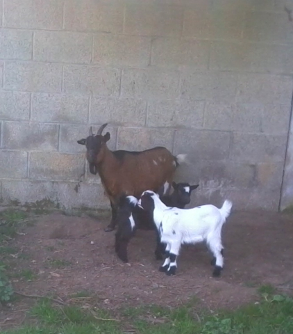 Les petit bbs de Susie une autre chvre :)!