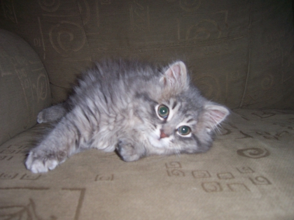 quand Gribouille �tait petit