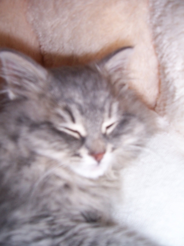 encore un photo quand Gribouille �tai pettie