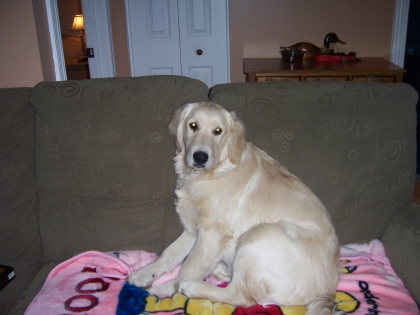 quans gros toutou �tai pettie