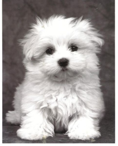 Le drapeau de la turquie