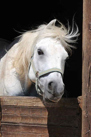 mon poney