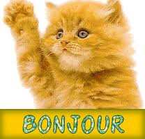 le chat dit bonjour